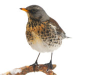 Migratoria, la nota di Anuu sul passo di metà dicembre migratoria: cesena su albero in ambiente invernale