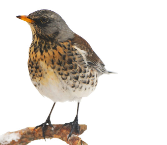 Migratoria, la nota di Anuu sul passo di metà dicembre migratoria: cesena su albero in ambiente invernale