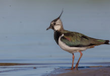 Monitoraggio della pavoncella, Federcaccia chiede aiuto ai cacciatori Monitoraggio della pavoncella, Federcaccia chiede aiuto ai cacciatori