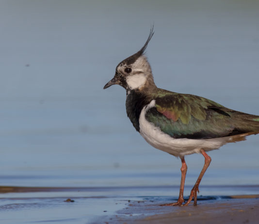 Monitoraggio della pavoncella, Federcaccia chiede aiuto ai cacciatori Monitoraggio della pavoncella, Federcaccia chiede aiuto ai cacciatori