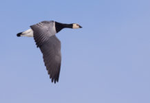 Oca facciabianca, la decisione di Strasburgo oca facciabianca