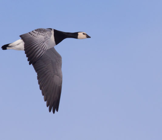 Oca facciabianca, la decisione di Strasburgo oca facciabianca