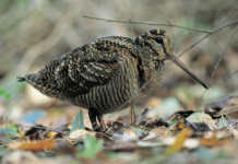 Beccaccia inanellata nel 2001, abbattuta nel 2015 beccaccia inanellata