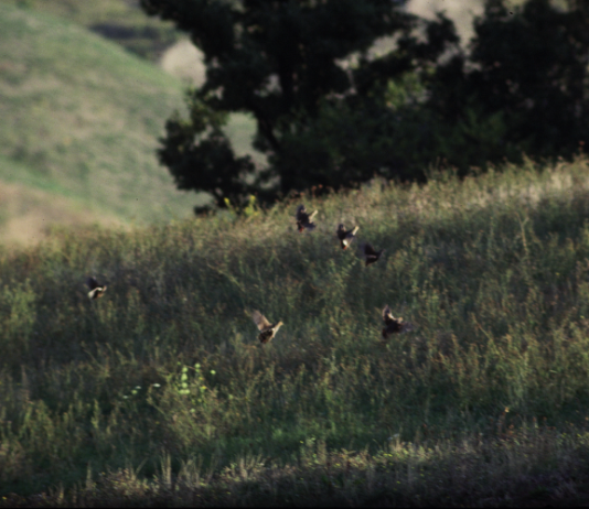 Incrementare le popolazioni di starne: una nuova tecnica incrementare le popolazioni di starne
