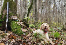 Beccacce che Passione n° 1 gennaio-febbraio 2020: in edicola Beccacce