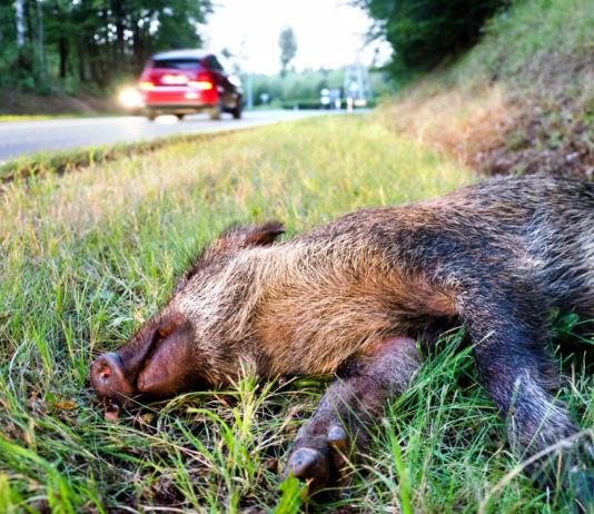 Segnalare la presenza di cinghiali in zone non vocate: l’iniziativa di Federcaccia Brescia Segnalare la presenza di cinghiali: cinghiale morto sul ciglio di una strada dopo un incidente