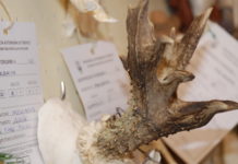 Trofeo anomalo di capriolo: le cause trofeo anomalo di capriolo