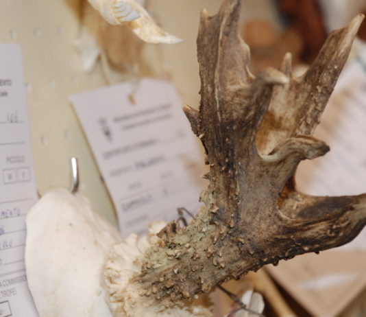 Trofeo anomalo di capriolo: le cause trofeo anomalo di capriolo