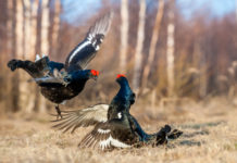 Borsa di studio per tesi di laurea, l’iniziativa di Uncza Borsa di studio per tesi di laurea Uncza: due fagiani di monte durante la stagione riproduttiva