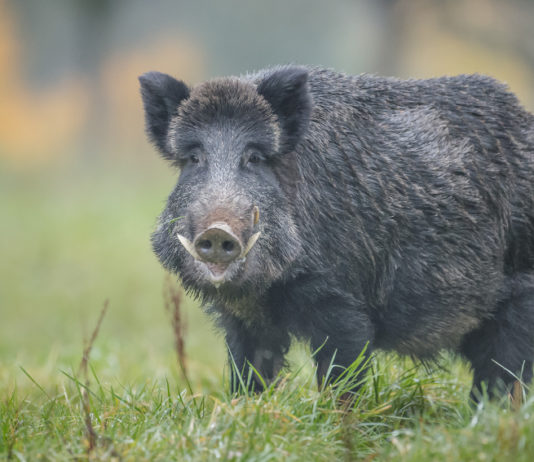 Caccia al cinghiale a Sondrio: la decisione del Tar caccia al cinghiale a Sondrio: cinghiale in un prato, primo piano