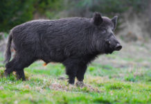 Caccia al cinghiale in Piemonte avanti fino a fine mese Caccia al cinghiale in Piemonte