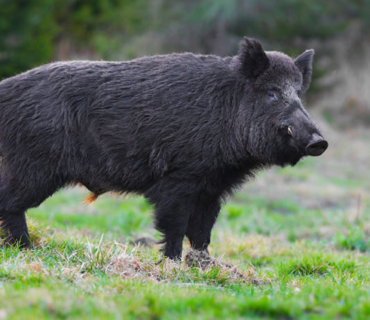 Caccia al cinghiale in Piemonte avanti fino a fine mese Caccia al cinghiale in Piemonte