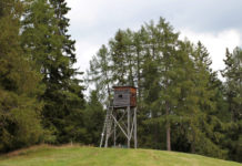 Caccia in Trentino, ritirato ddl Zanotelli sulle sanzioni Caccia in Trentino: altana nel bosco