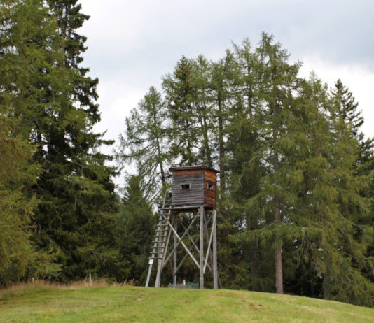 Caccia in Trentino, ritirato ddl Zanotelli sulle sanzioni Caccia in Trentino: altana nel bosco