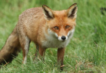 Controllo della volpe, l’ordinanza del Tar della Lombardia Controllo della volpe: volpe nell'erba