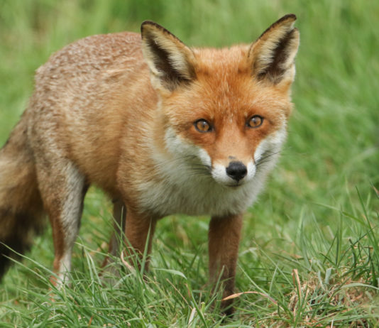 Controllo della volpe, l’ordinanza del Tar della Lombardia Controllo della volpe: volpe nell'erba