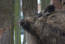 Corso per conduttore di cane limiere: appuntamento a Siena Corso per conduttore di cane limiere: cinghiale contro tronco d'albero