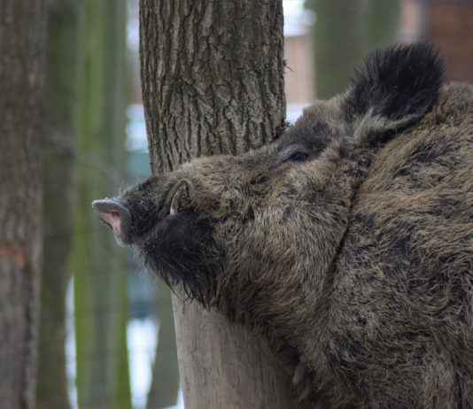 Corso per conduttore di cane limiere: appuntamento a Siena Corso per conduttore di cane limiere: cinghiale contro tronco d'albero