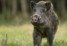 Federcaccia Asti organizza prova per cani da seguita su cinghiale prova per cani da seguita su cinghiale: cinghiale in un prato