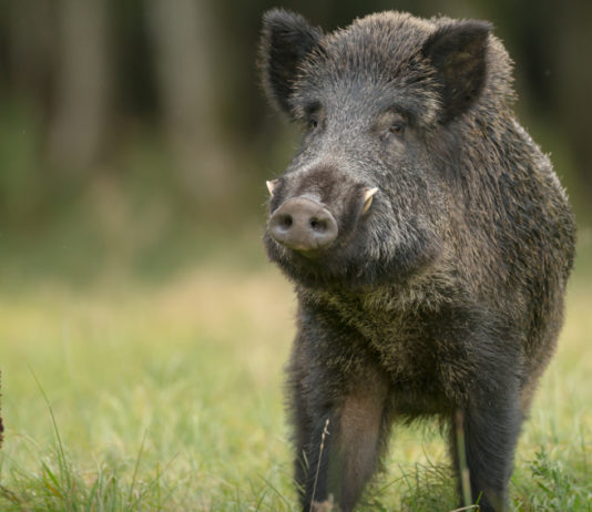 Federcaccia Asti organizza prova per cani da seguita su cinghiale prova per cani da seguita su cinghiale: cinghiale in un prato