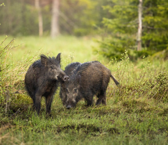 Gestione della fauna selvatica, cinghiali e droni: due convegni a fine mese gestione della fauna selvatica: due cinghiali nel bosco