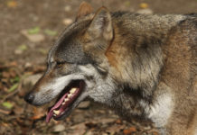 Lupi in Veneto: dopo recupero esemplare ferito Regione chiede intervento ministero lupi in veneto: lupo con la bocca aperta