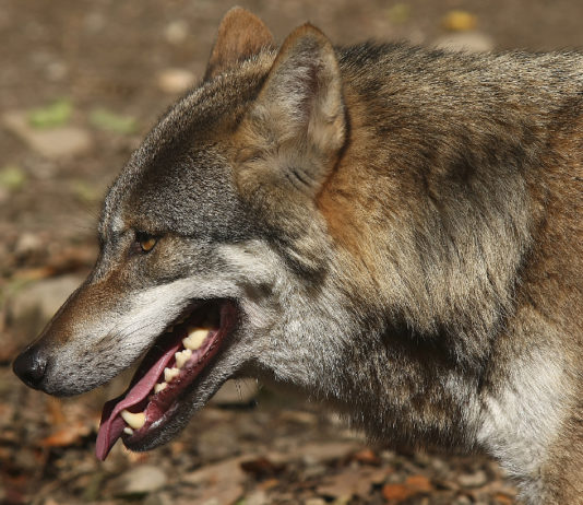 Lupi in Veneto: dopo recupero esemplare ferito Regione chiede intervento ministero lupi in veneto: lupo con la bocca aperta