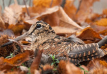 Migratoria e primo soccorso veterinario: gli eventi di Federcaccia a Hit Show eventi di Federcaccia a Hit Show: beccaccia tra le foglie di castagno