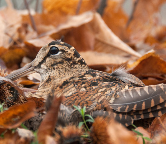 Migratoria e primo soccorso veterinario: gli eventi di Federcaccia a Hit Show eventi di Federcaccia a Hit Show: beccaccia tra le foglie di castagno