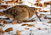 Monitoraggio della beccaccia: domani corso a Como monitoraggio della beccaccia: beccaccia nella neve