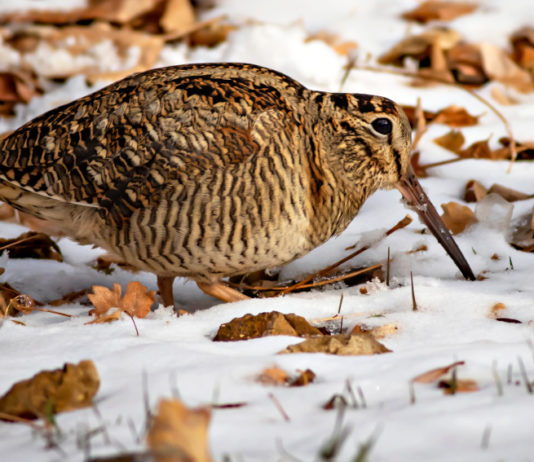 Monitoraggio della beccaccia: domani corso a Como monitoraggio della beccaccia: beccaccia nella neve
