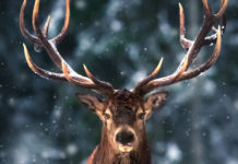 Mostra trofei ungulati: appuntamento a Hit Show mostra trofei ungulati: primo piano di cervo nella neve