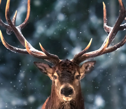 Mostra trofei ungulati: appuntamento a Hit Show mostra trofei ungulati: primo piano di cervo nella neve