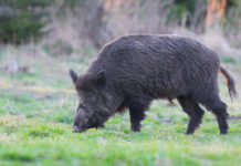 Operatore abilitato al controllo degli ungulati: corso a Bereguardo Operatore abilitato al controllo degli ungulati: cinghiale nell'erba