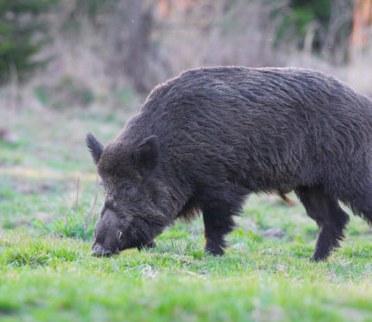 Operatore abilitato al controllo degli ungulati: corso a Bereguardo Operatore abilitato al controllo degli ungulati: cinghiale nell'erba