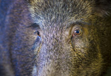 Peste suina africana: i cacciatori? Le prime sentinelle Peste suina africana i cacciatori Le prime sentinelle