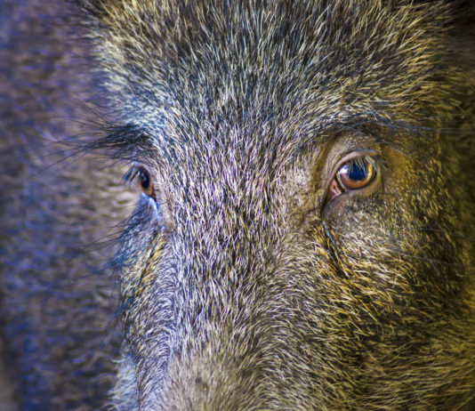 Peste suina africana: i cacciatori? Le prime sentinelle Peste suina africana i cacciatori Le prime sentinelle