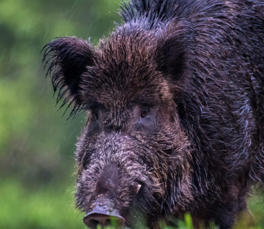 Peste suina: le raccomandazioni della Commissione europea peste suina: cinghiale col muso nell'erba