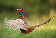 Piano faunistico-venatorio regionale della Toscana: ecco le linee guida piano faunistico-venatorio della Toscana: fagiano prende il volo