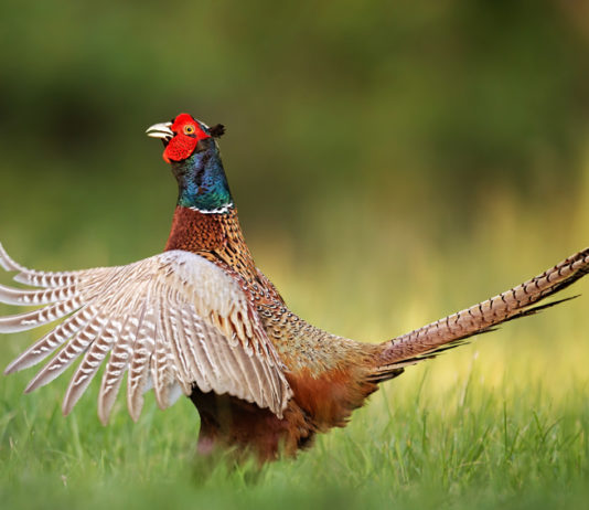 Piano faunistico-venatorio regionale della Toscana: ecco le linee guida piano faunistico-venatorio della Toscana: fagiano prende il volo