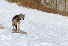 Piano lupo, giunta Piemonte: “Riprenda rapidamente la discussione” piano lupo: lupo nella neve
