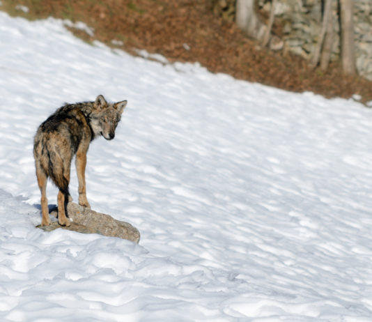 Piano lupo, giunta Piemonte: “Riprenda rapidamente la discussione” piano lupo: lupo nella neve