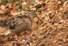 Posticipata la chiusura della caccia alla beccaccia in Sicilia caccia alla beccaccia in Sicilia: beccaccia si mimetizza tra le foglie