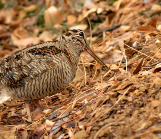 Posticipata la chiusura della caccia alla beccaccia in Sicilia caccia alla beccaccia in Sicilia: beccaccia si mimetizza tra le foglie