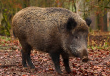 Pubblicato il piano di prelievo del cinghiale in Toscana fino a maggio 2020 piano di prelievo del cinghiale in Toscana: cinghiale nel bosco