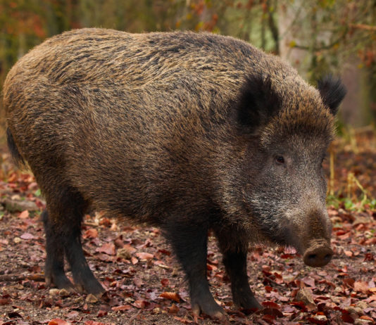 Pubblicato il piano di prelievo del cinghiale in Toscana fino a maggio 2020 piano di prelievo del cinghiale in Toscana: cinghiale nel bosco