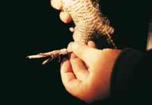 Beccaccia: notizie dalla Russia, gli studi sulla specie e le ripercussioni sull’attività venatoria ricerca sulla beccaccia