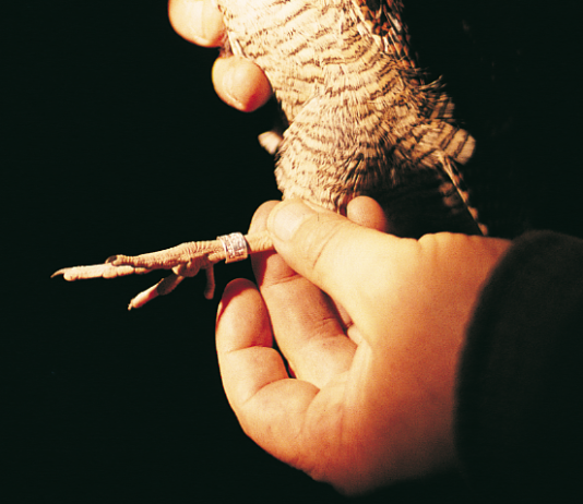 Beccaccia: notizie dalla Russia, gli studi sulla specie e le ripercussioni sull’attività venatoria ricerca sulla beccaccia