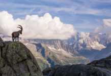 Stambecco alpino: il convegno di Uncza Stambecco alpino davanti al monte bianco