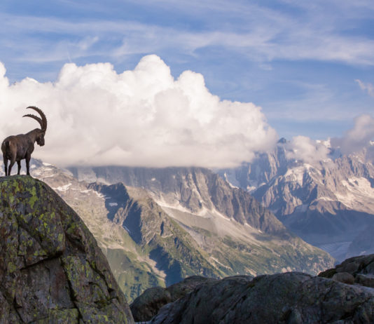 Stambecco alpino: il convegno di Uncza Stambecco alpino davanti al monte bianco